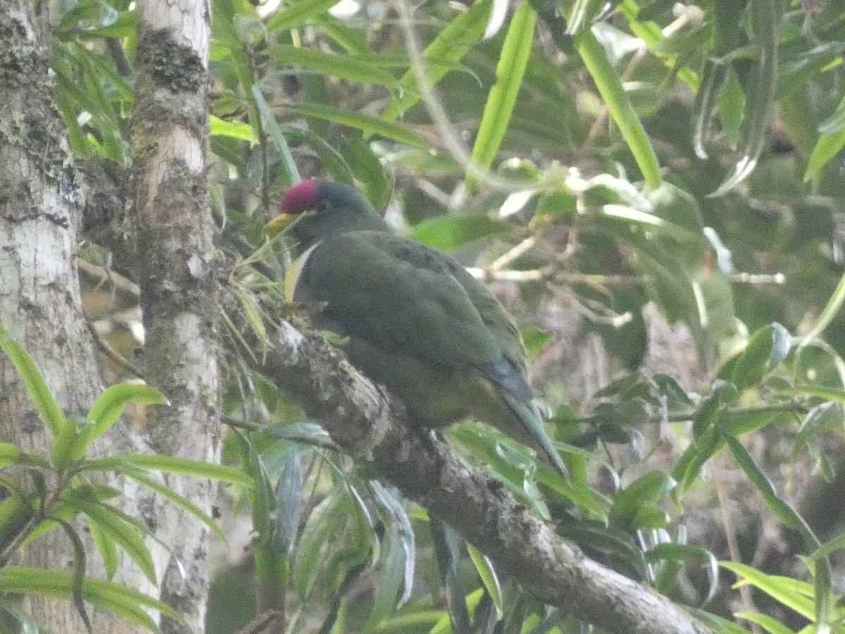 White-breasted Fruit-Dove - ML611000030