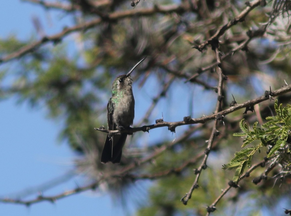 Broad-billed Hummingbird - ML611000528