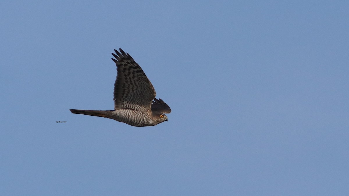 Eurasian Sparrowhawk - ML611000882