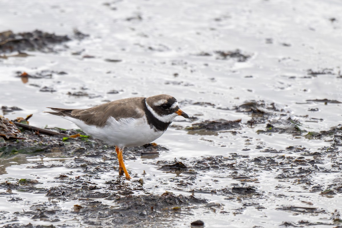 Common Ringed Plover - ML611000997