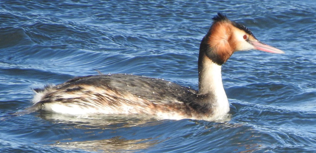 Great Crested Grebe - ML611001423