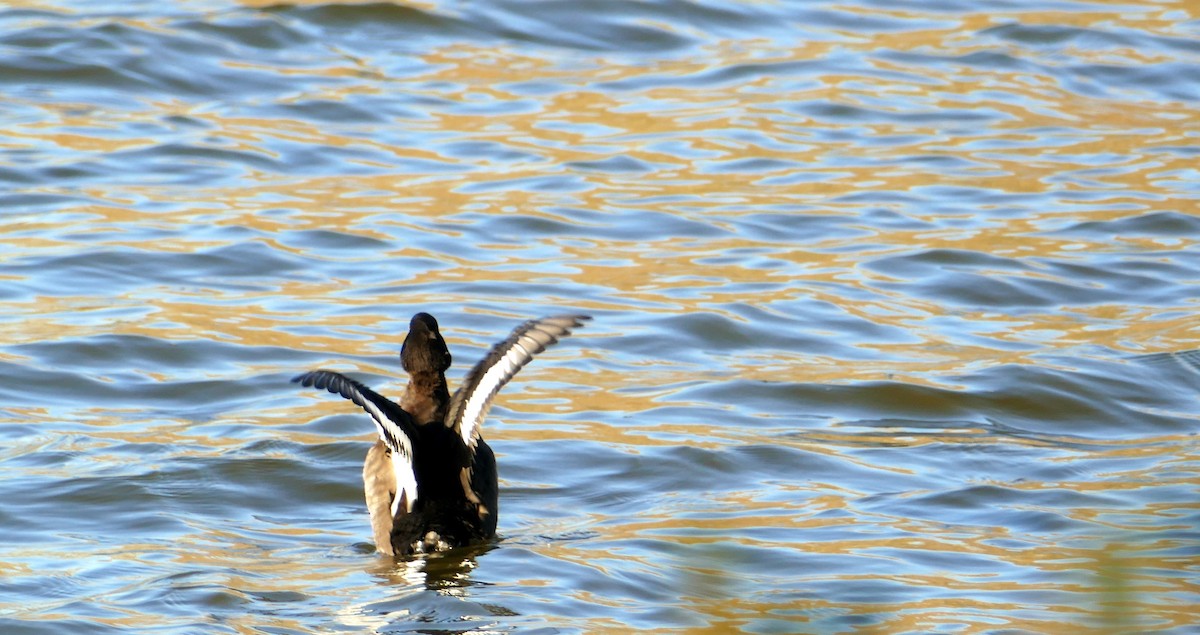 Tufted Duck - ML611001767