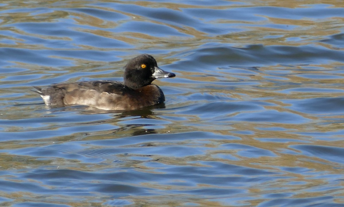 Tufted Duck - ML611001768