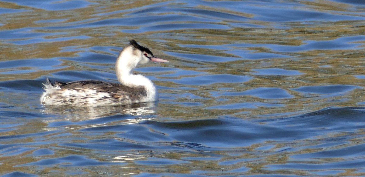 Great Crested Grebe - ML611001787