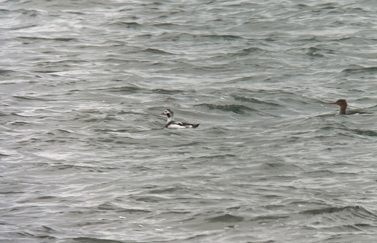 Long-tailed Duck - ML611001817