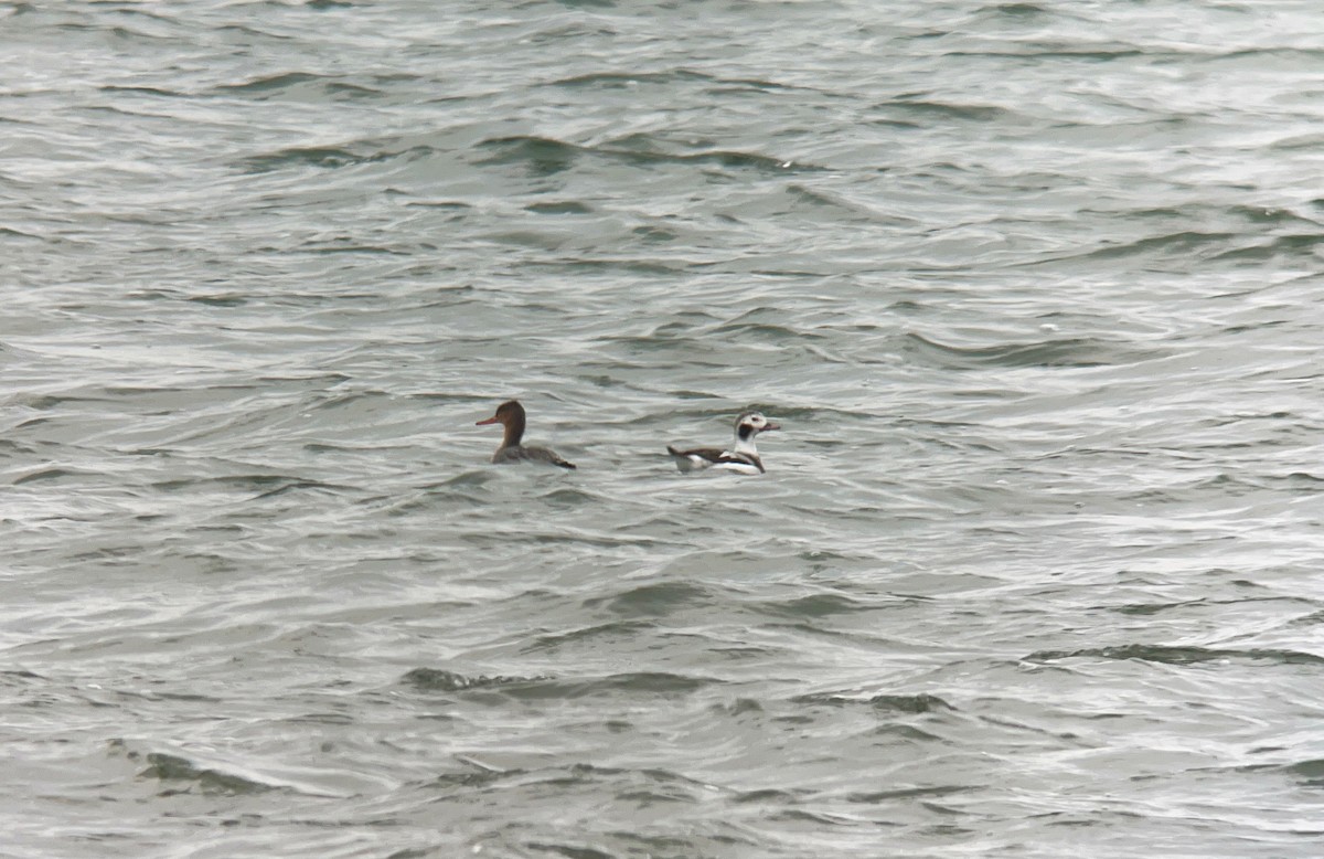 Long-tailed Duck - ML611001818