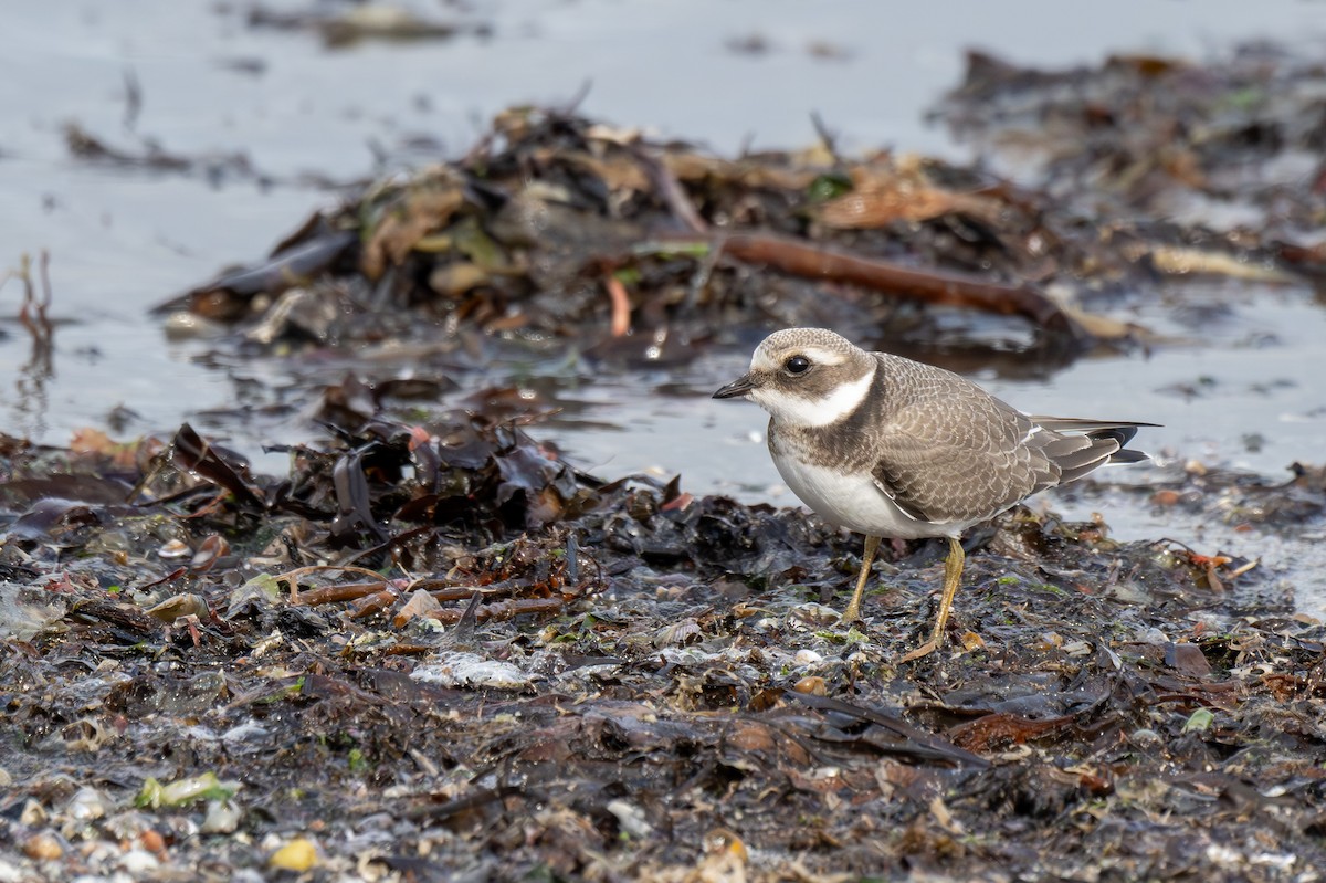 Common Ringed Plover - ML611001962