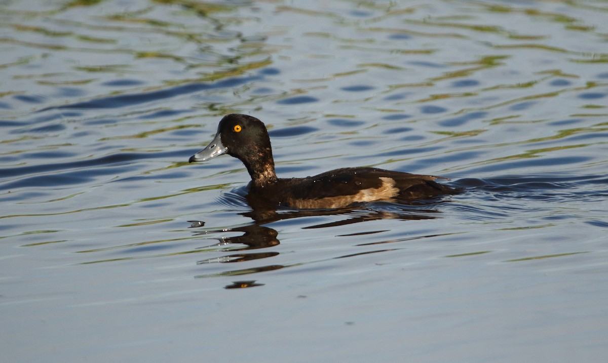 Tufted Duck - ML611001983