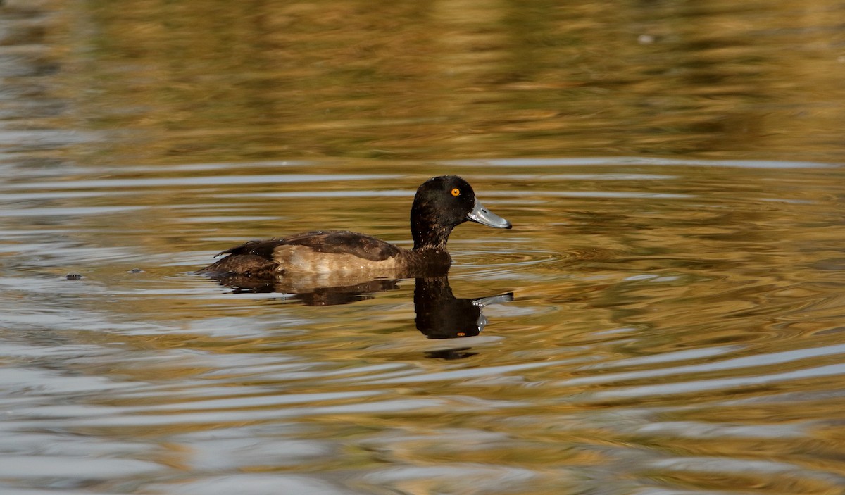 Tufted Duck - ML611002004