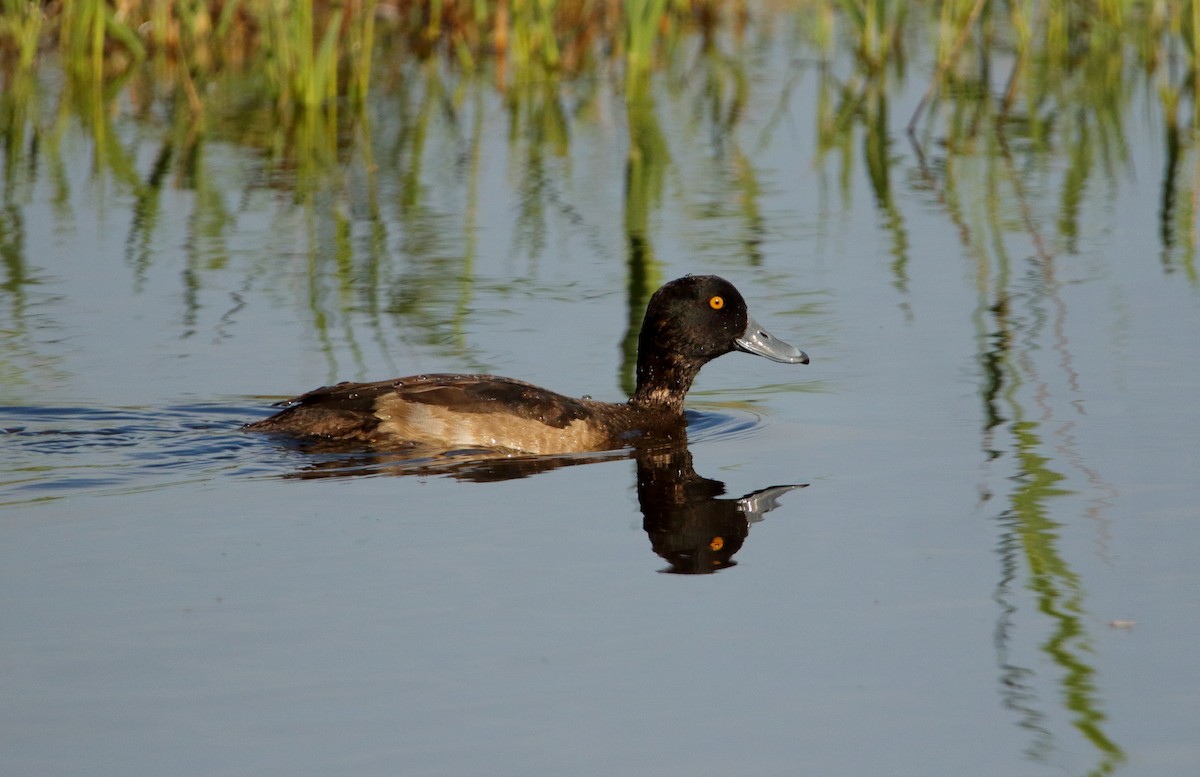 Tufted Duck - ML611002108
