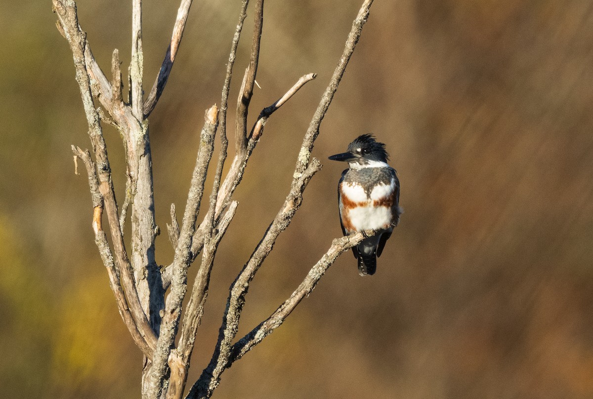 Belted Kingfisher - ML611002124
