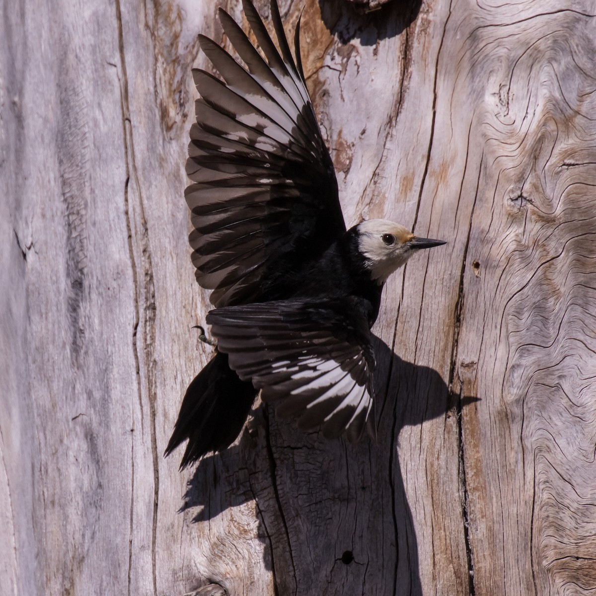 White-headed Woodpecker - Peter Hawrylyshyn