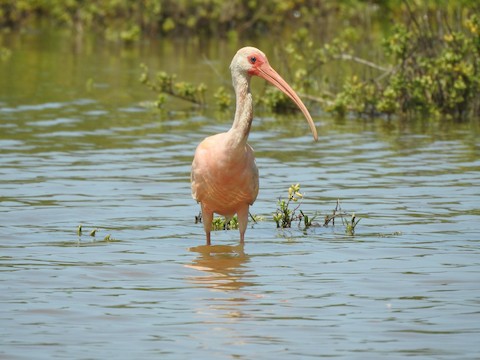 Scarlet Ibis - eBird