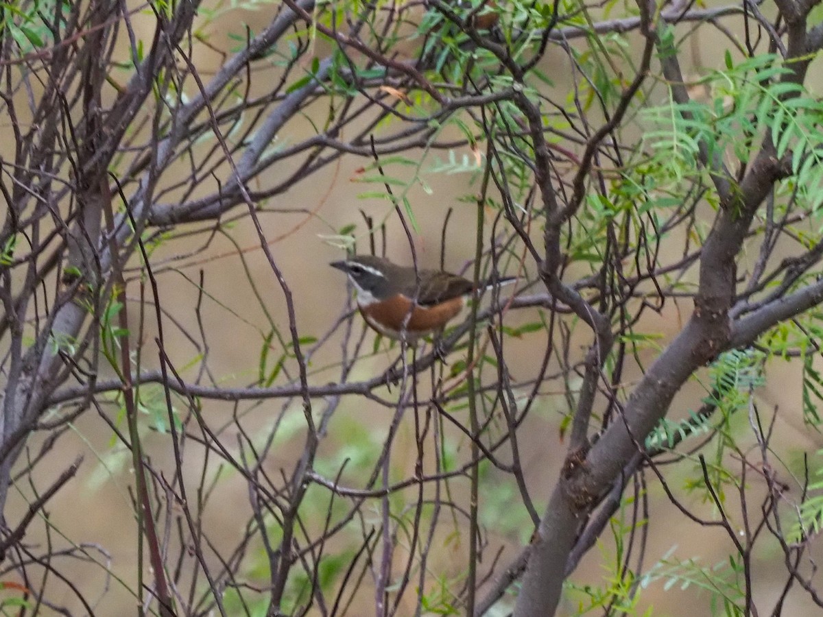 Bolivian Warbling Finch - ML611002273
