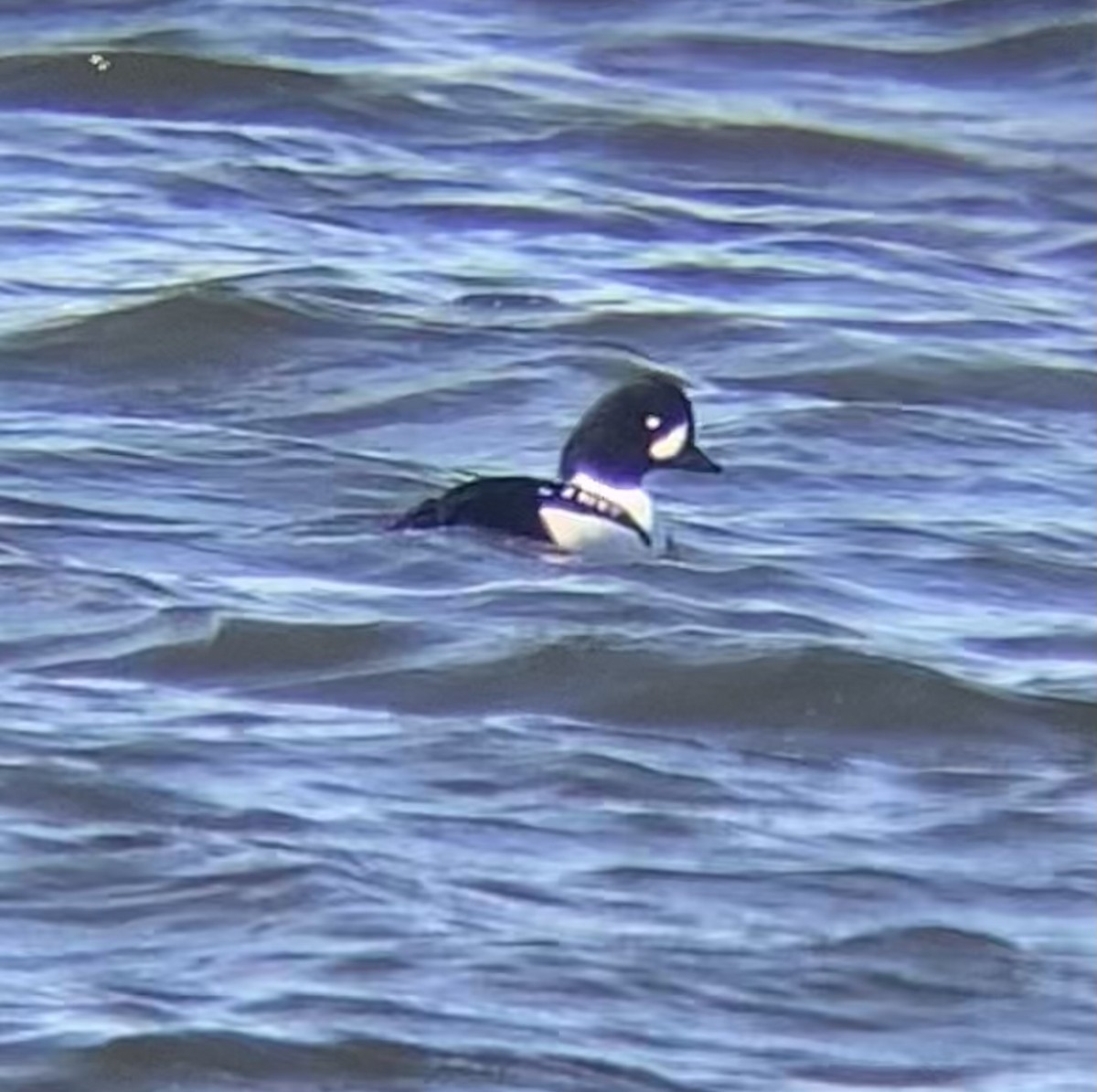 Ebird Checklist Nov Great Pond Randolph Species