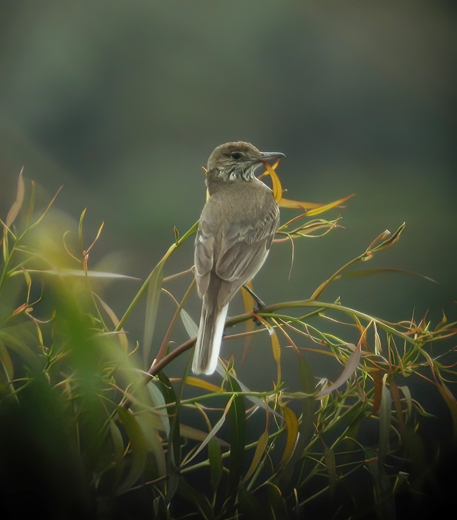 White-tailed Shrike-Tyrant - Gary Rosenberg