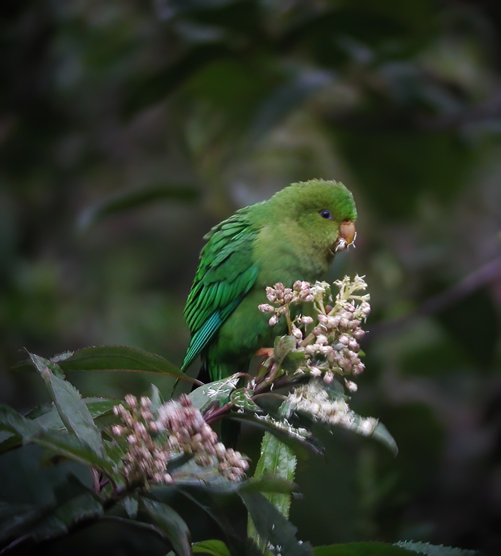 Andean Parakeet - Gary Rosenberg