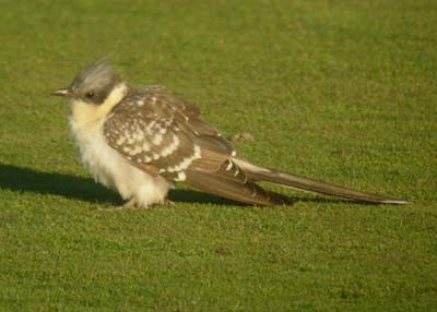 Great Spotted Cuckoo - ML611003039