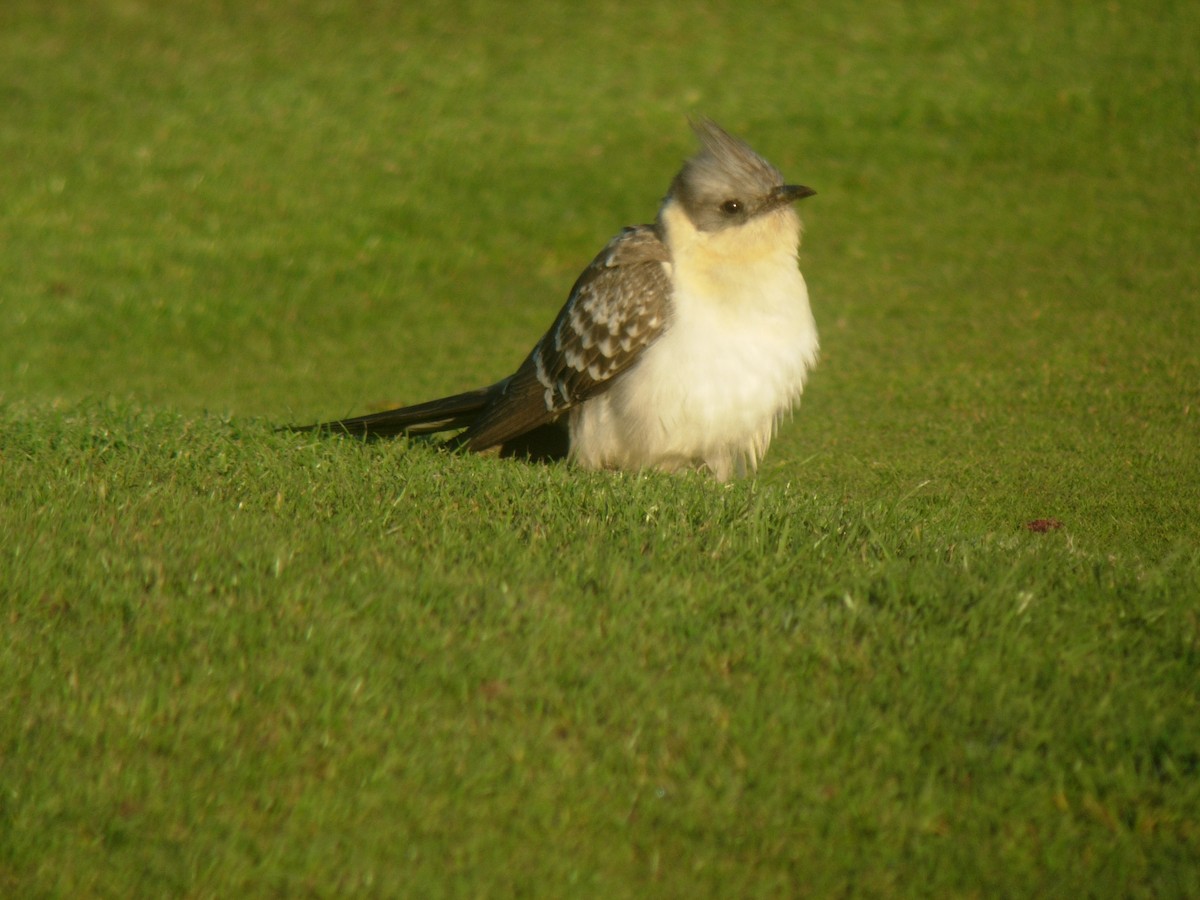Great Spotted Cuckoo - ML611003054