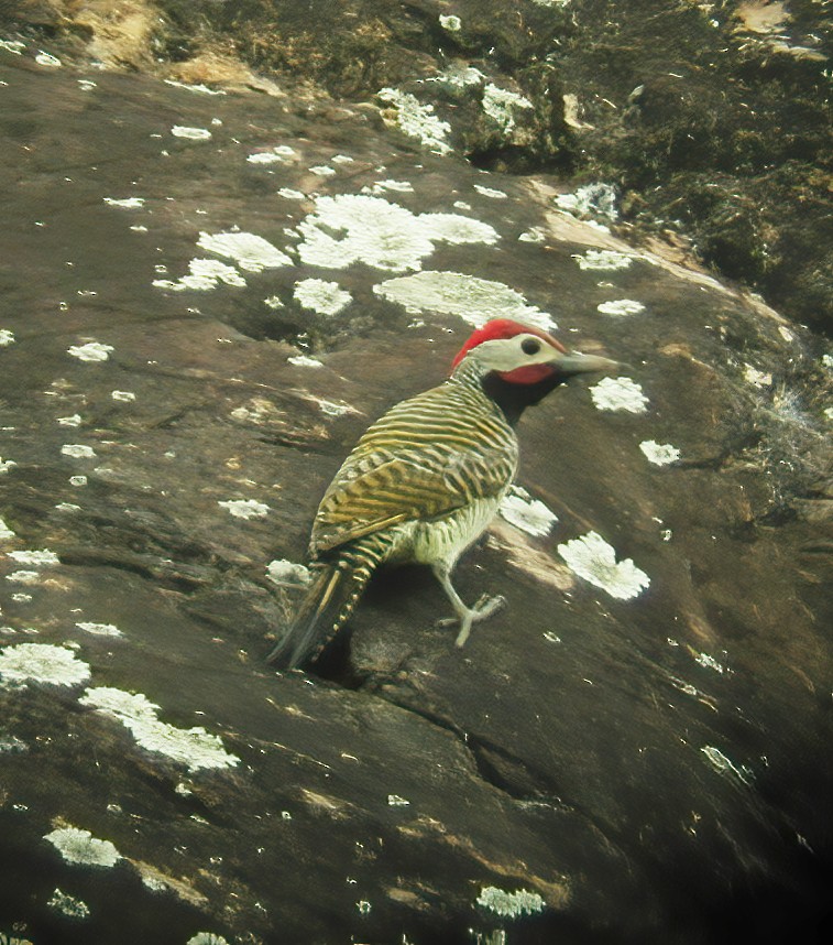 Black-necked Woodpecker - ML611003078