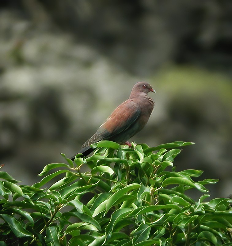 Pigeon du Pérou - ML611003130