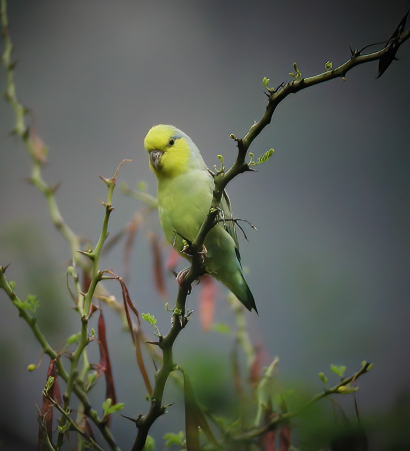Sarı Kulaklı Serçe Papağanı - ML611003135