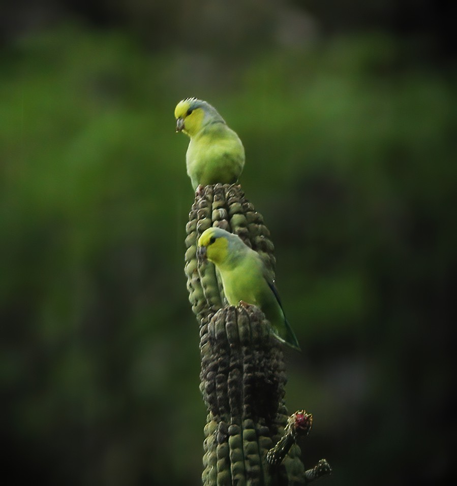 Yellow-faced Parrotlet - ML611003136
