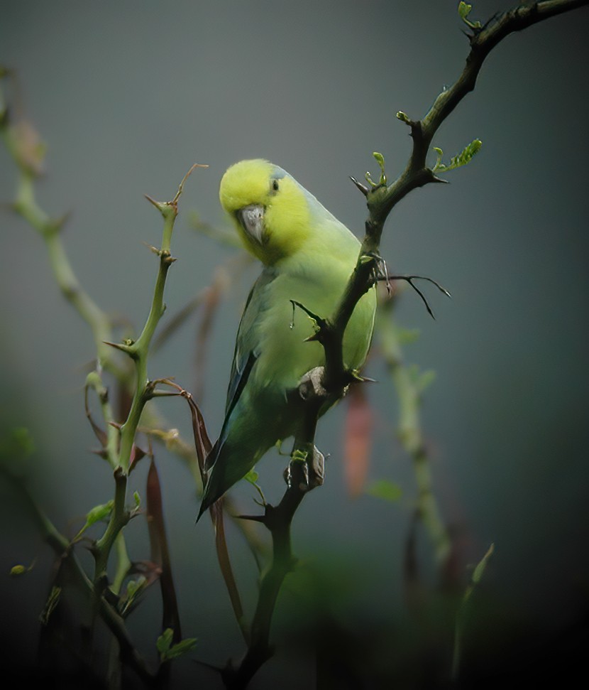 Yellow-faced Parrotlet - ML611003137