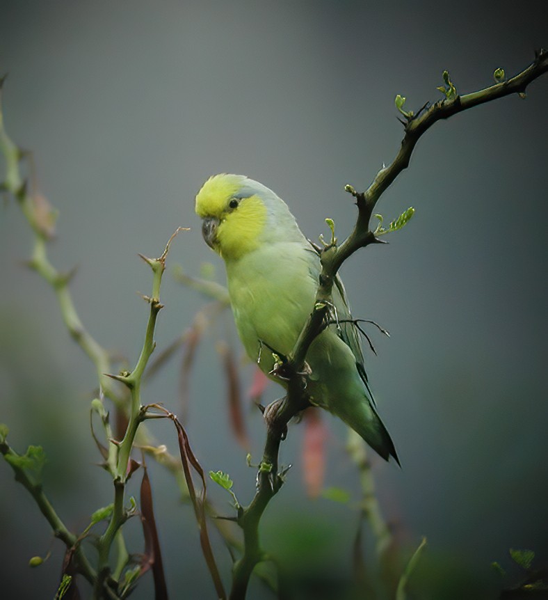 Yellow-faced Parrotlet - ML611003139