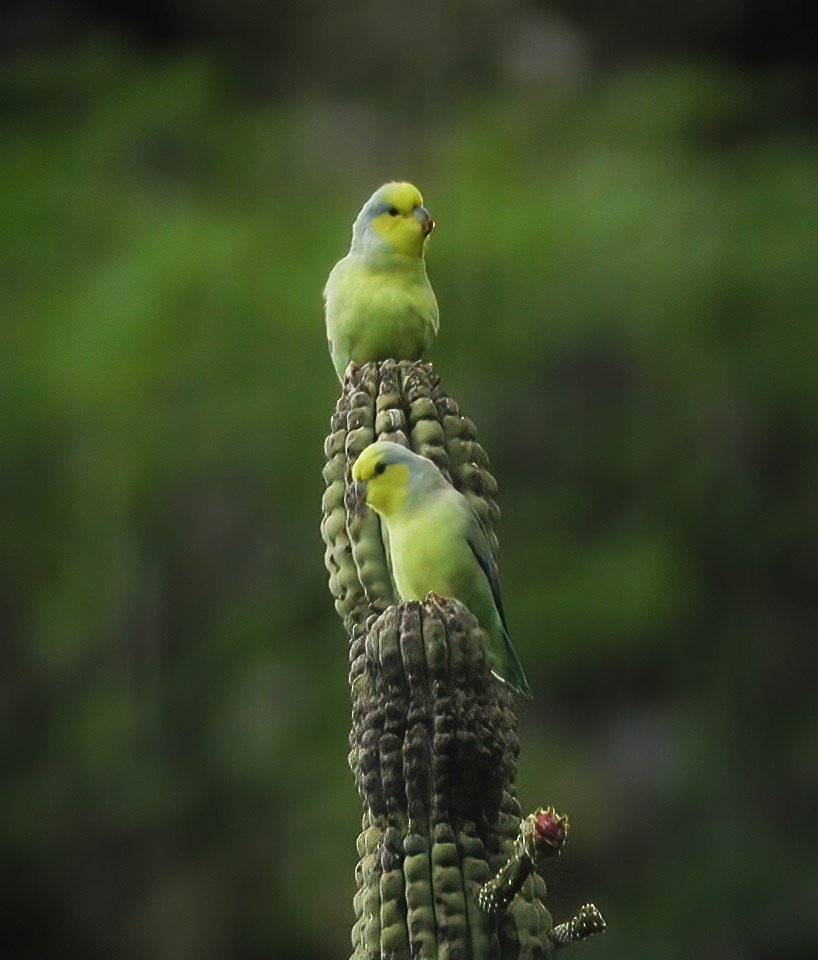 Yellow-faced Parrotlet - ML611003140