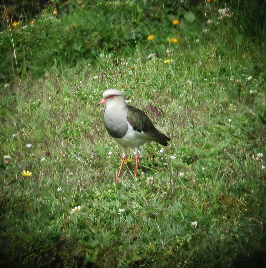 Andean Lapwing - ML611003217