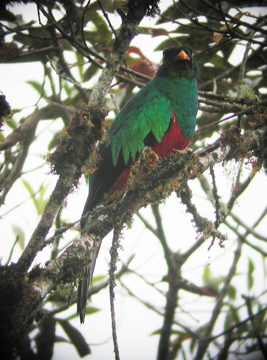 Crested Quetzal - ML611003283