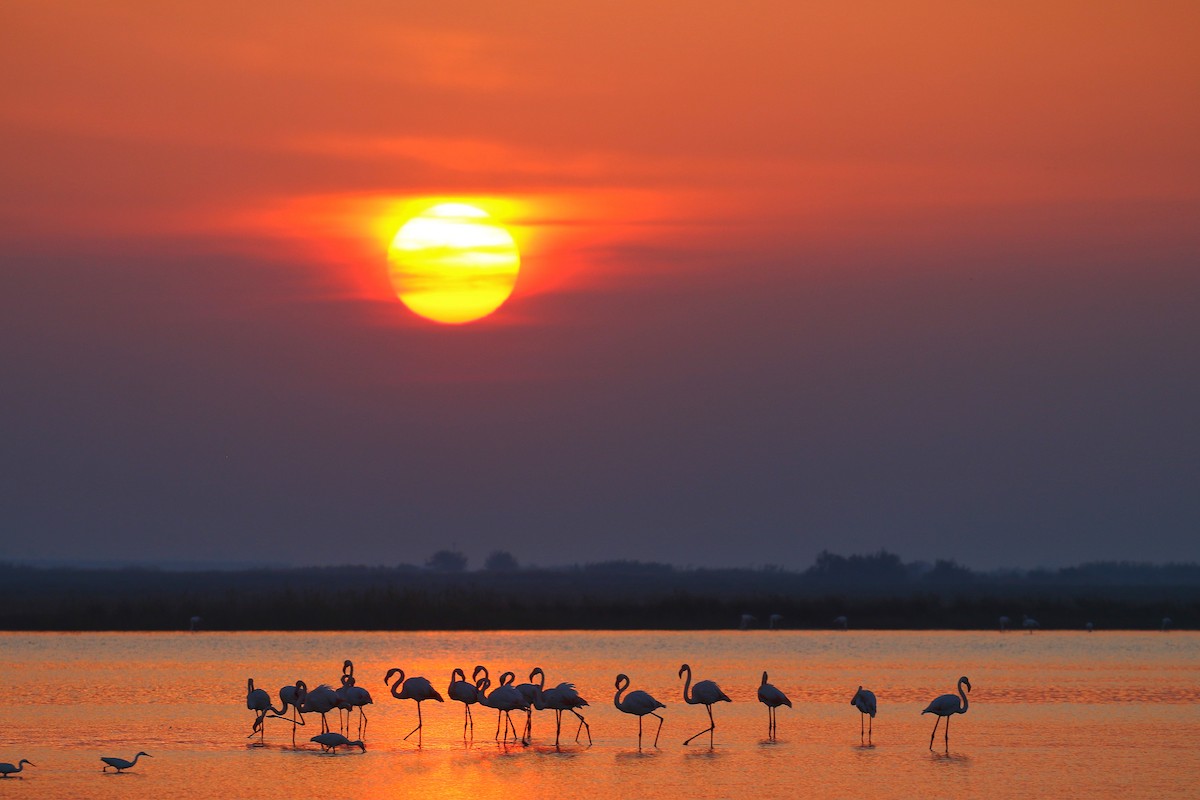Greater Flamingo - Ali Atahan