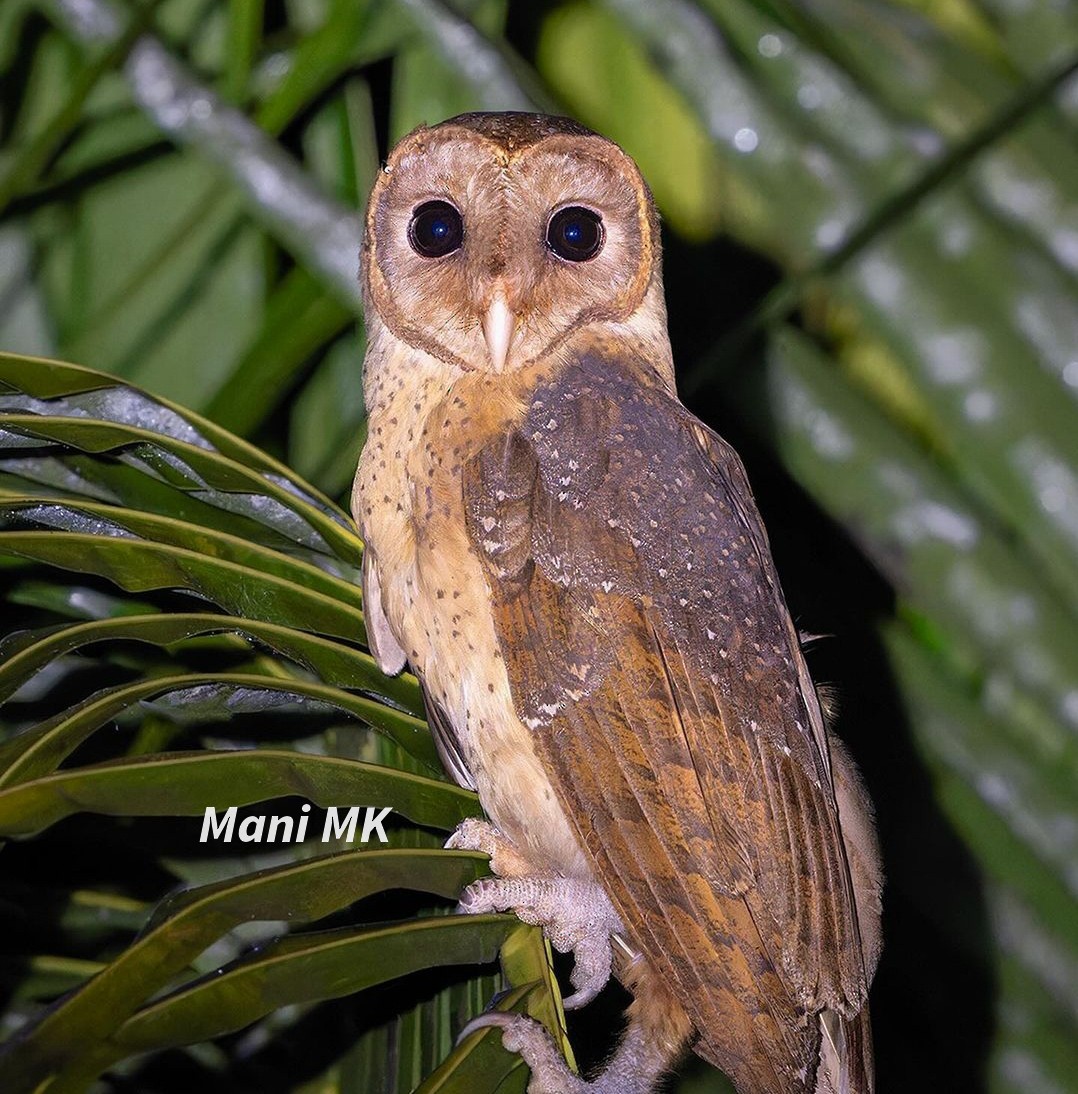 Andaman Masked-Owl - Mani MK