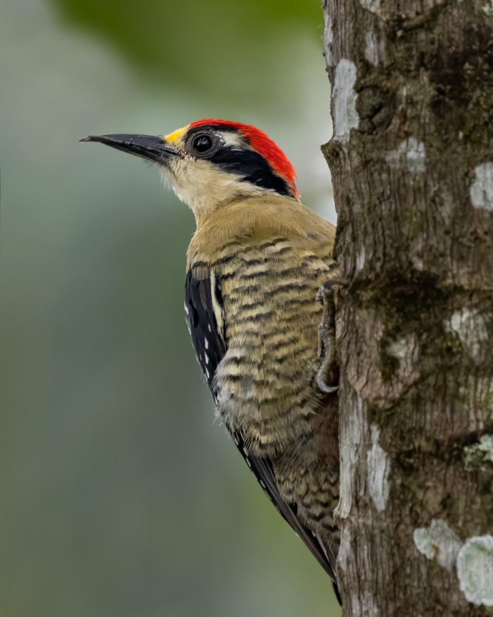 Black-cheeked Woodpecker - ML611003460