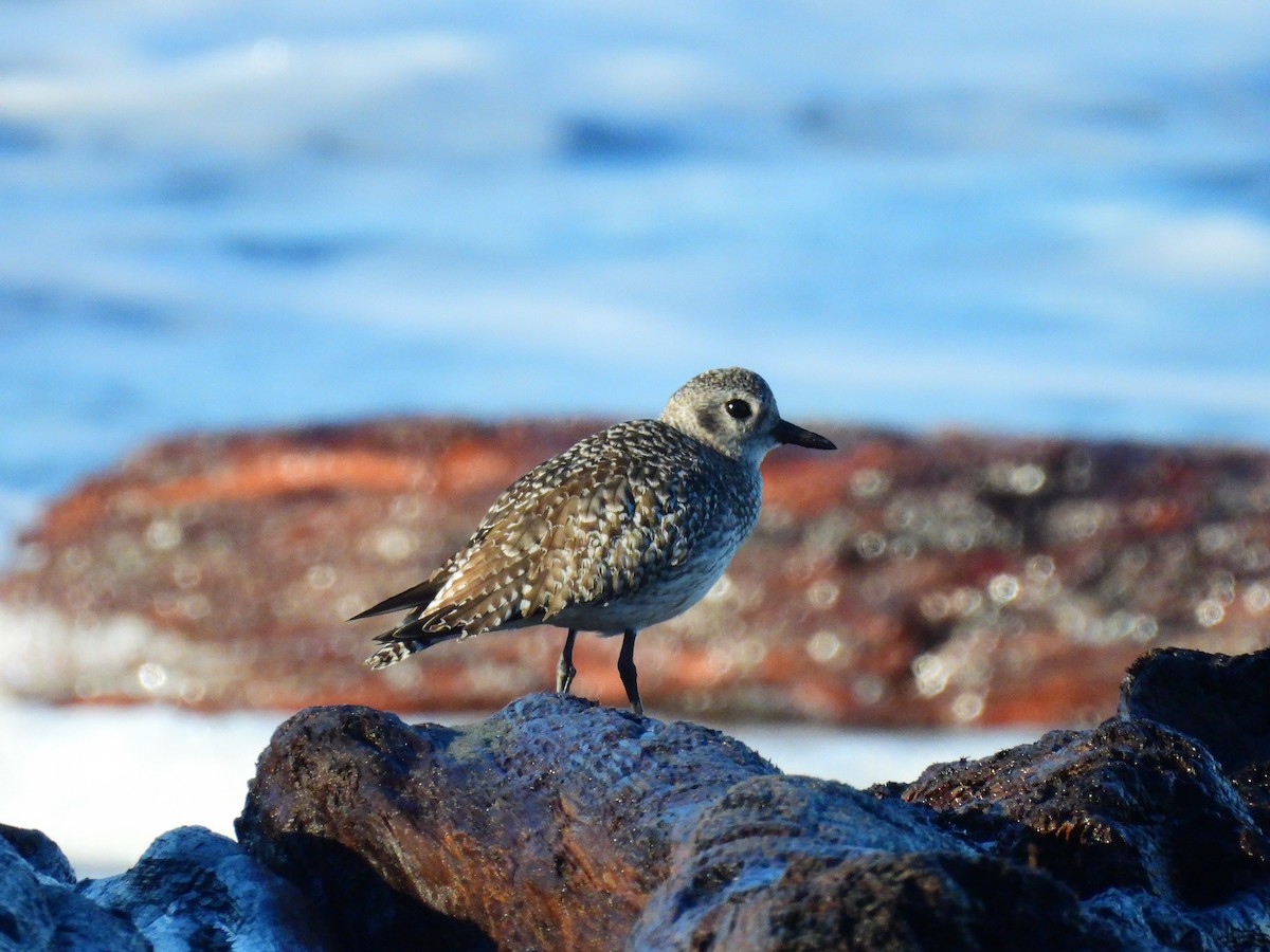 Black-bellied Plover - Leah Alcyon