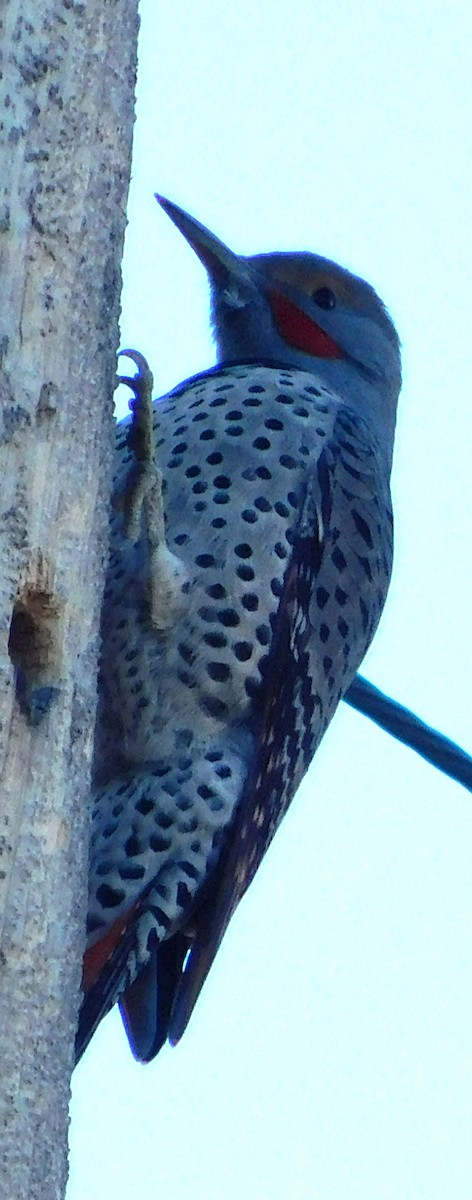 Ebird Checklist Nov My Backyard Species