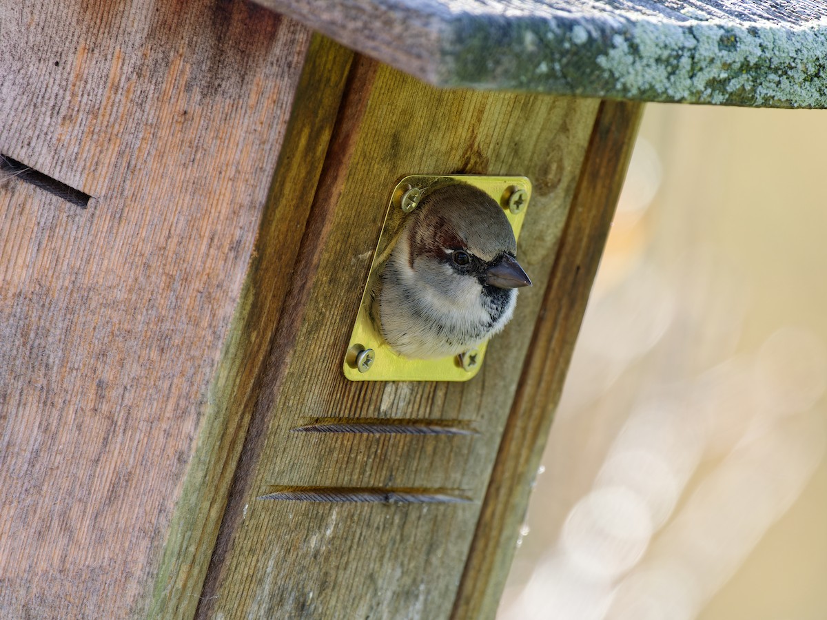 House Sparrow ML611004228