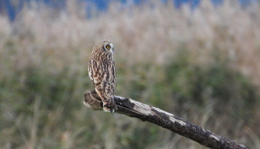 Short-eared Owl - ML611004235