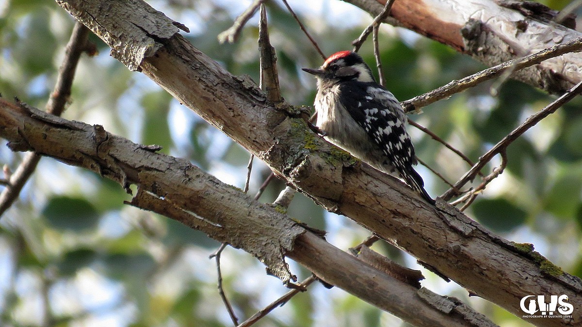 Lesser Spotted Woodpecker - ML611004281