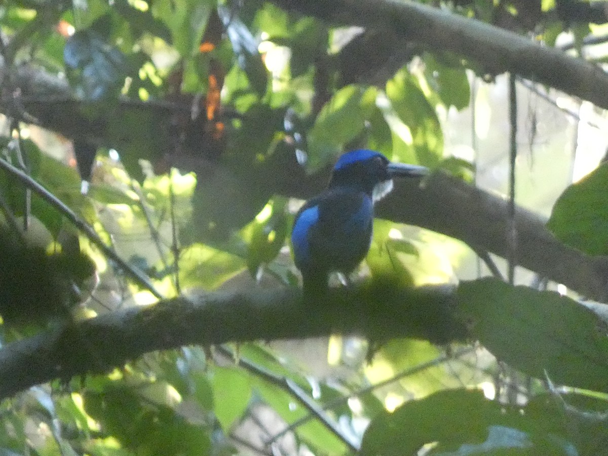 Blue-black Kingfisher - ML611004839