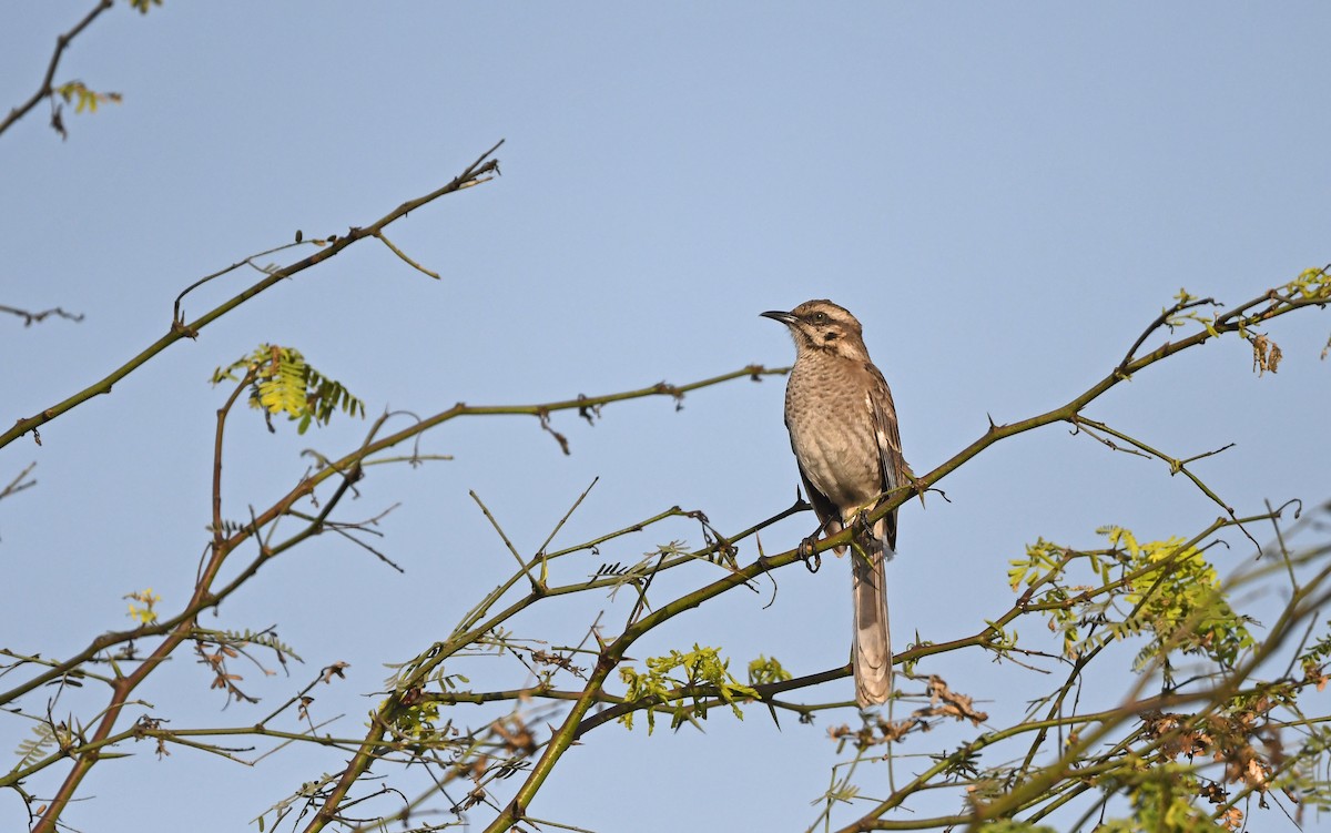 Long-tailed Mockingbird - ML611005227