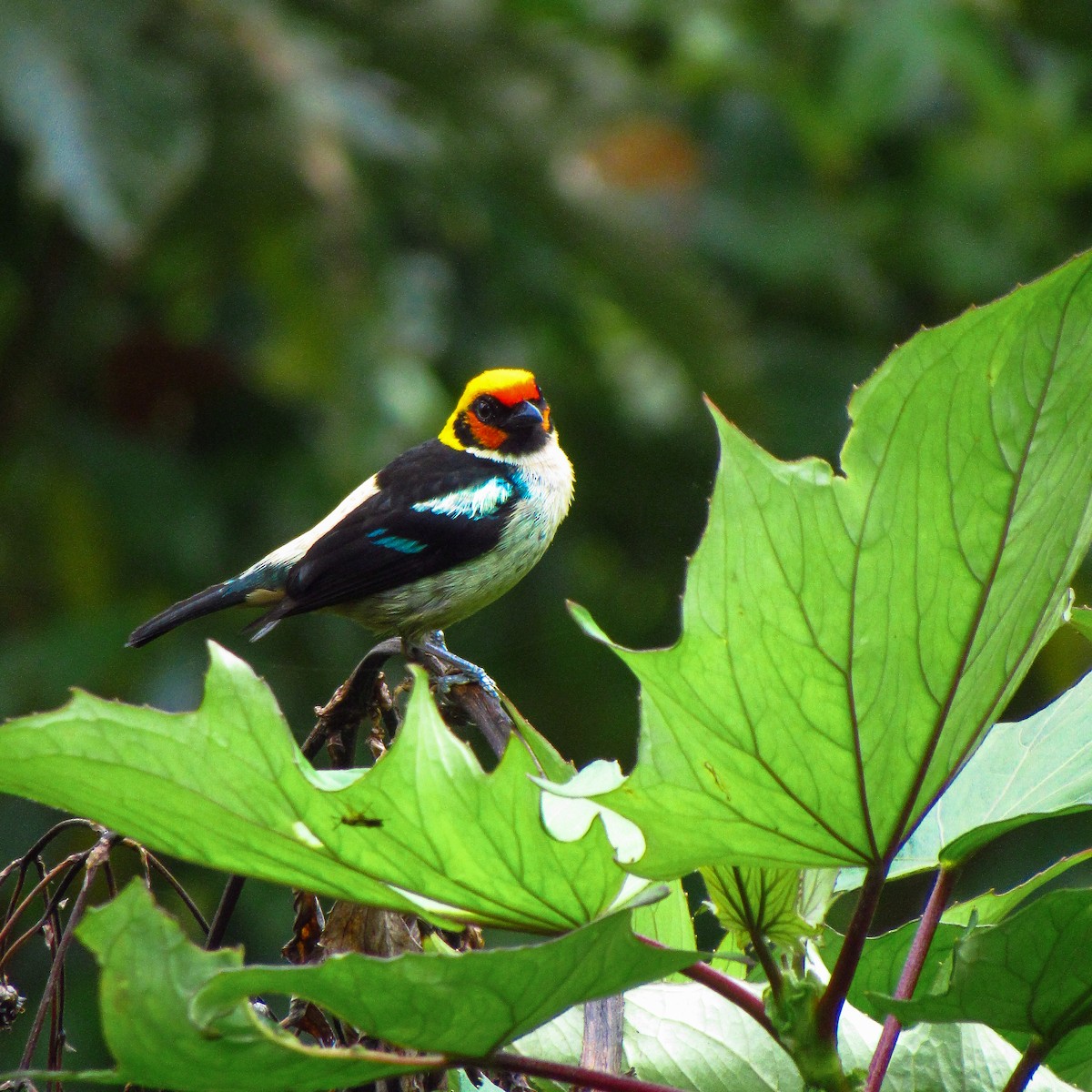 Flame-faced Tanager (Flame-faced) - ML611006041