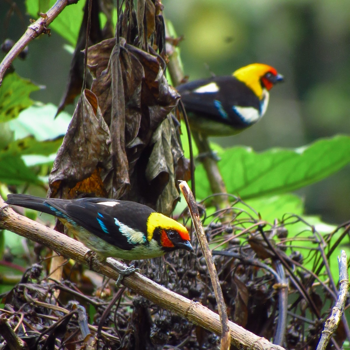 Flame-faced Tanager (Flame-faced) - ML611006042