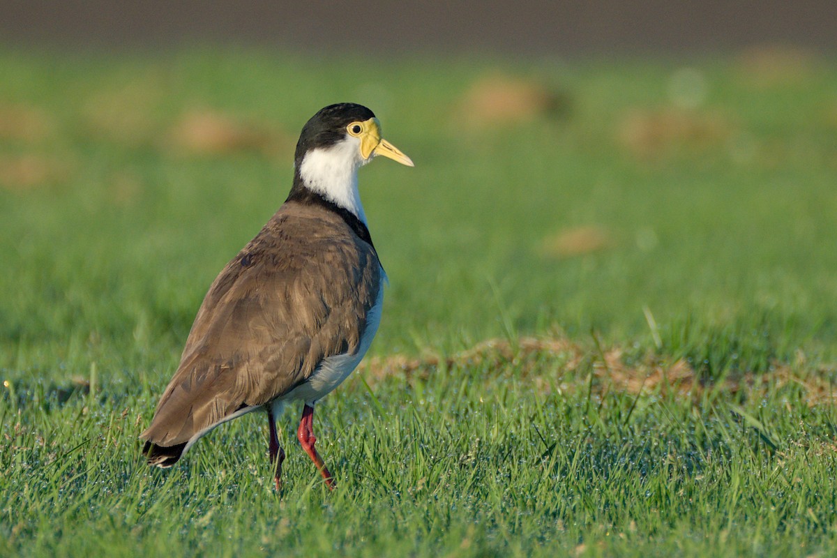 New Zealand Bird Atlas Checklist - 10 Nov 2023 - Lyndhurst Street ...