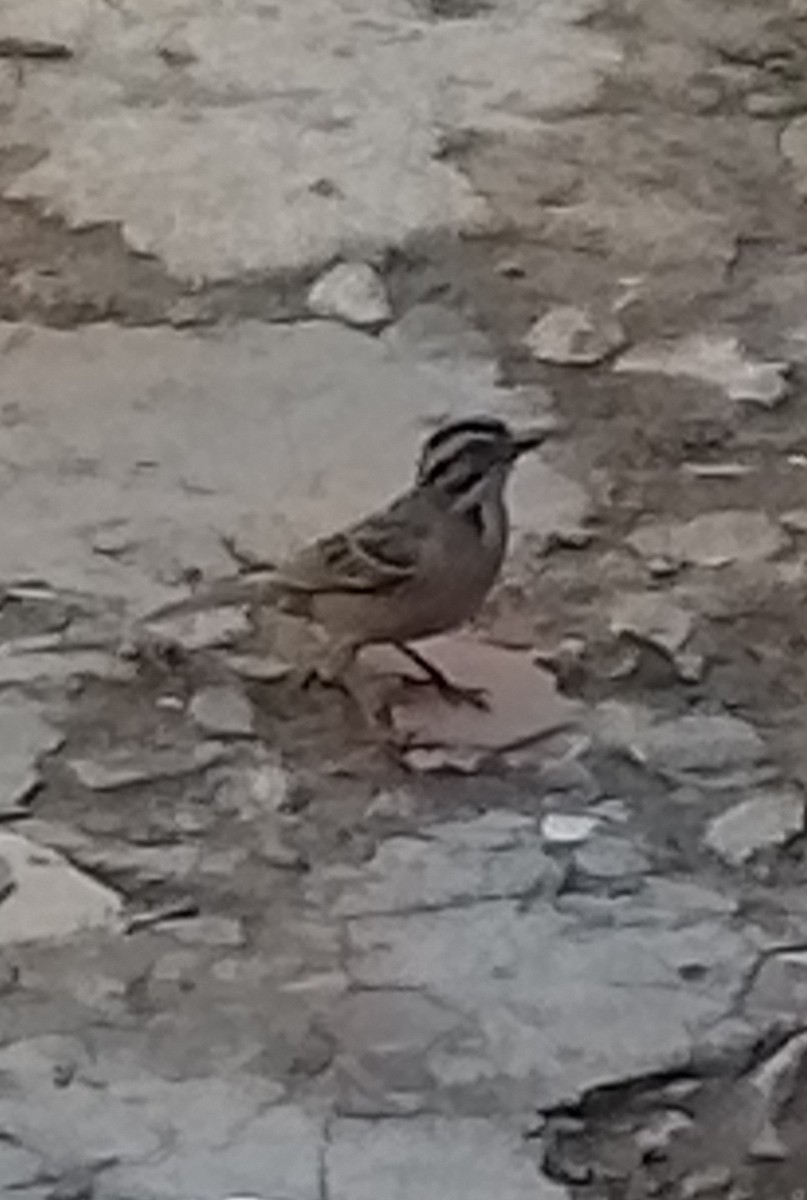 Rufous-collared Sparrow - ML611006477