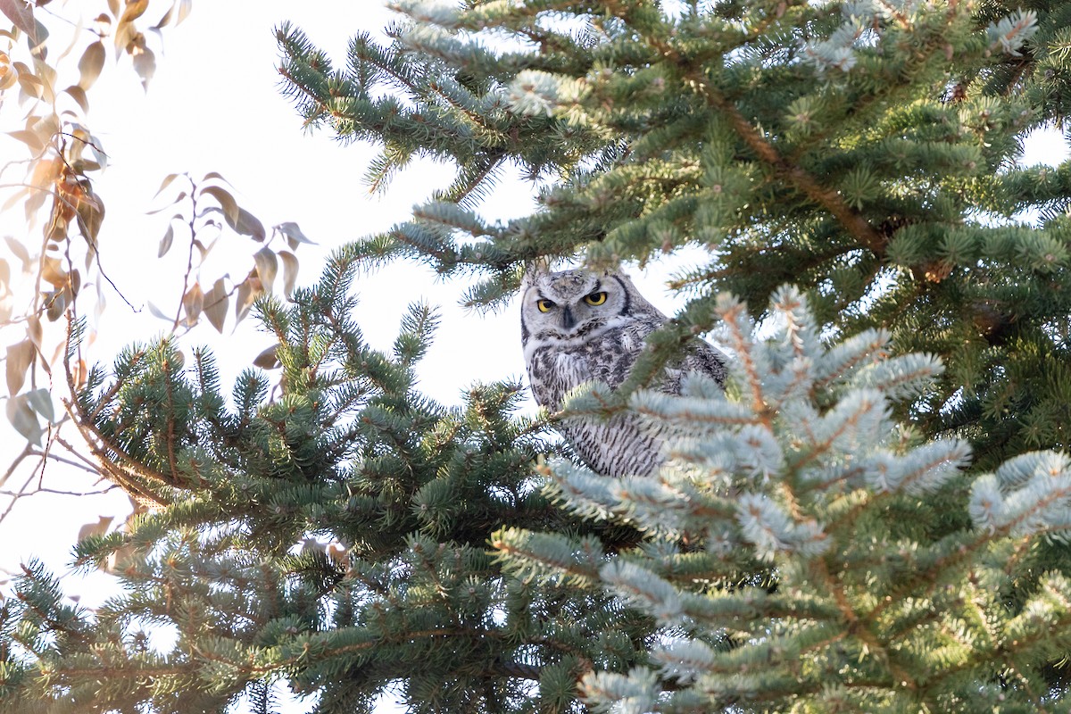 Great Horned Owl - ML611006496