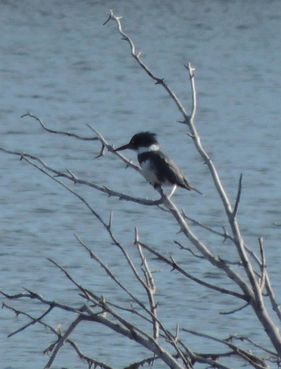 Belted Kingfisher - ML611006679