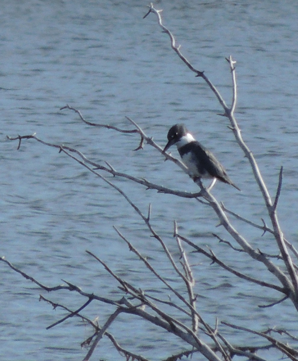 Belted Kingfisher - ML611006680