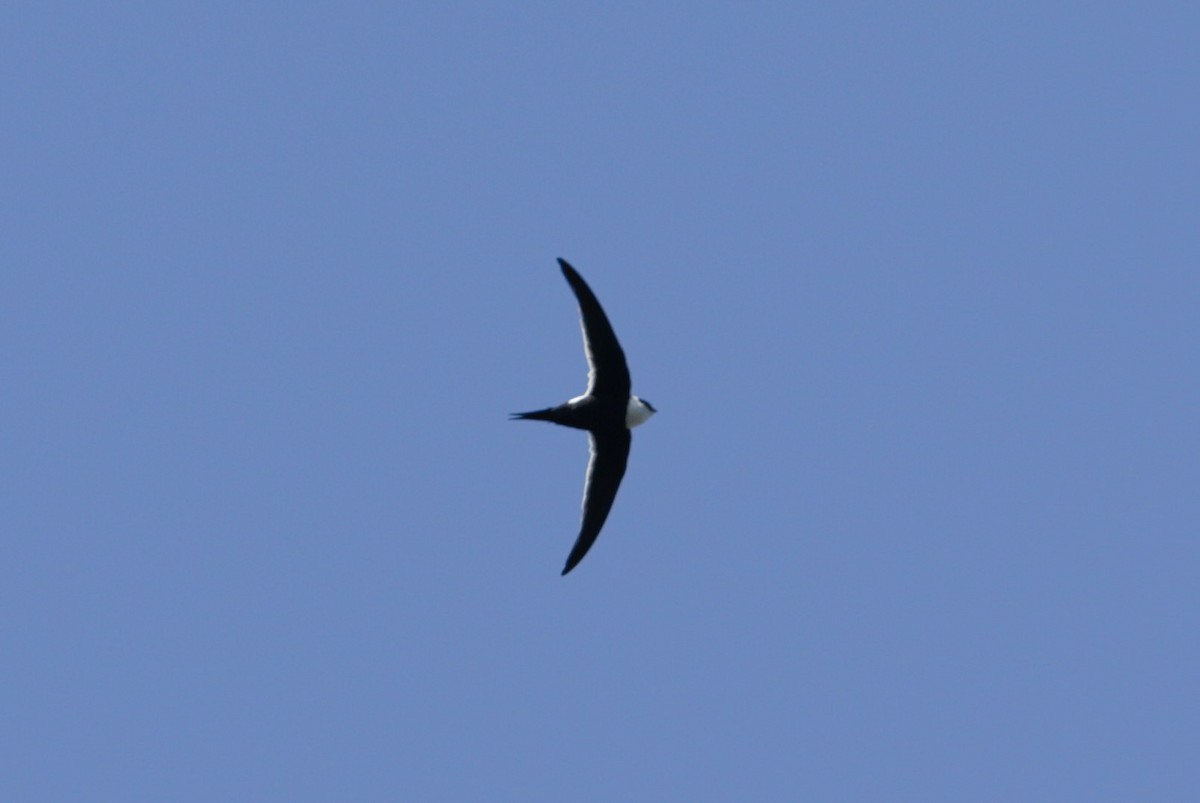 Great Swallow-tailed Swift - Abril Heredia